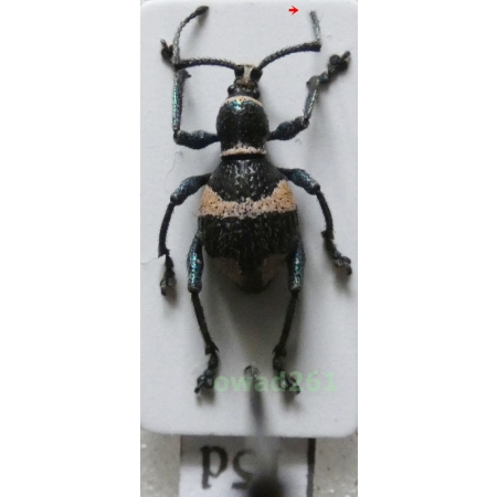 Calidiopsis speciosa Heller, 1913 male Philippines15d